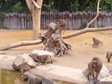 KKK_Zoo01