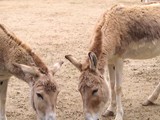 KKK_Zoo03