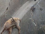 KKK_Zoo05