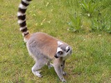 KKK_Zoo06