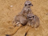 KKK_Zoo18