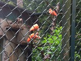 KKK_Zoo25