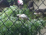 KKK_Zoo26