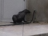 KKK_Zoo29