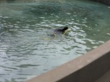 KKK_Zoo31