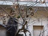 KKK_Zoo33