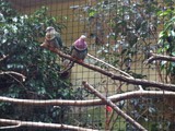 KKK_Zoo34