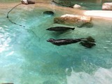 KKK_Zoo36