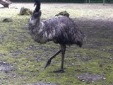 KKK_Zoo40