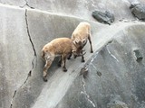 KKK_Zoo41