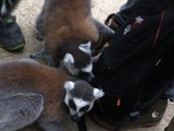 KKK_Zoo46