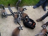 KKK_Zoo50
