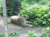 KKK_Zoo54