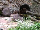 KKK_Zoo56